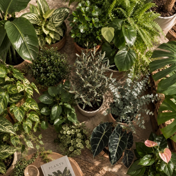 Verzameling kamerplanten van bovenaf