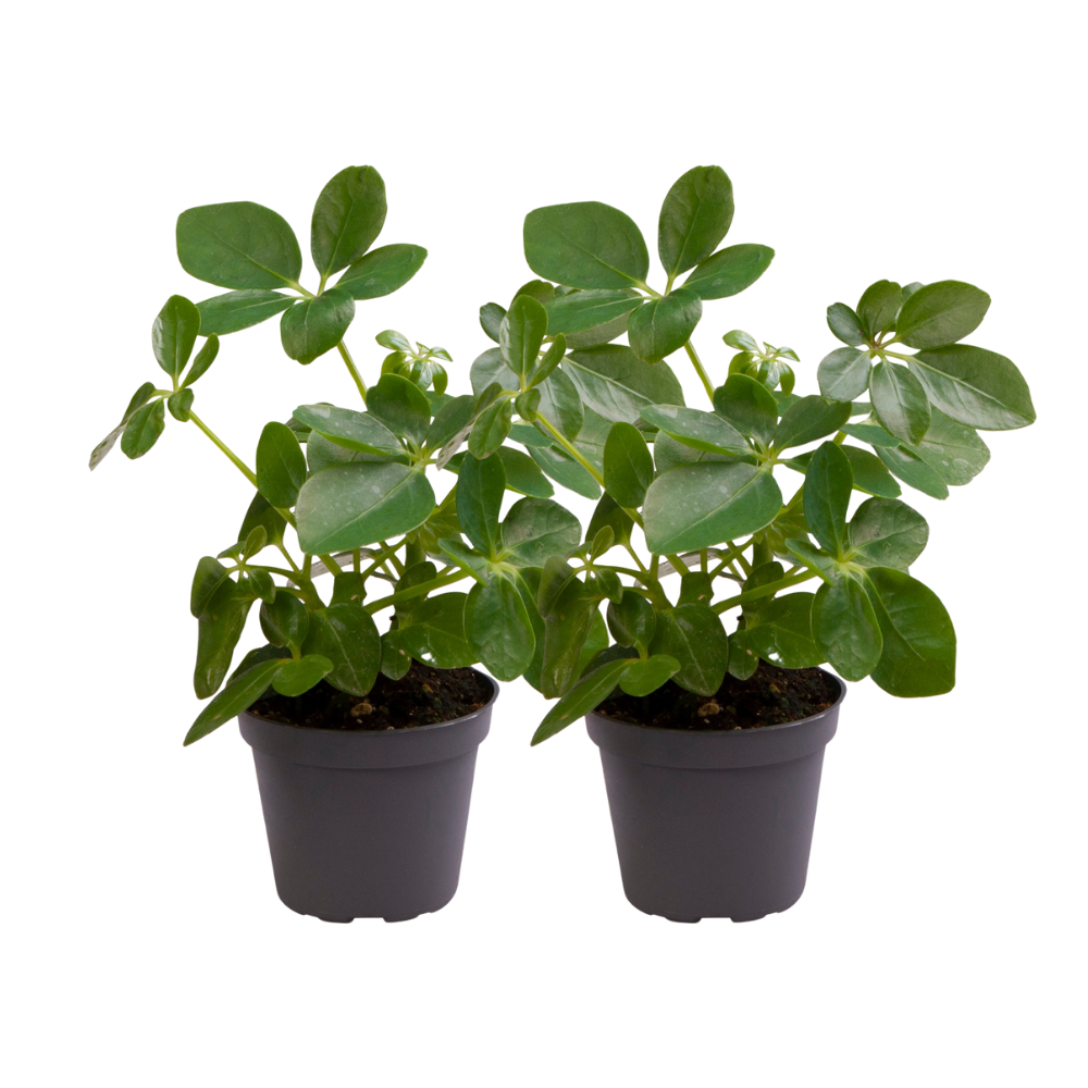 Schefflera Arboricola - 2 stuks - Ø12cm - ↕30cm